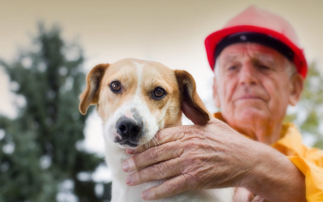 Preparing your pets for bushfire season