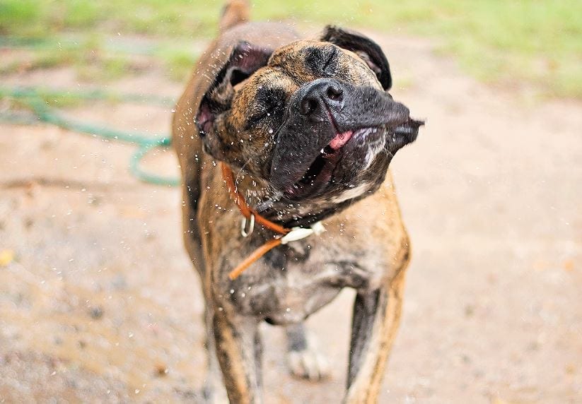 Keeping your pets happy and heralthy during hot weather