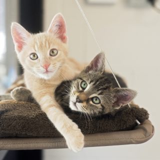 Kittens