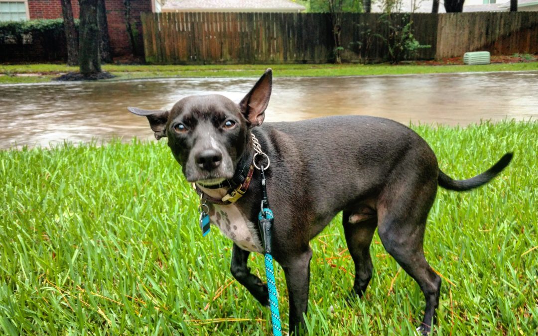 Protecting your pet after a natural disaster