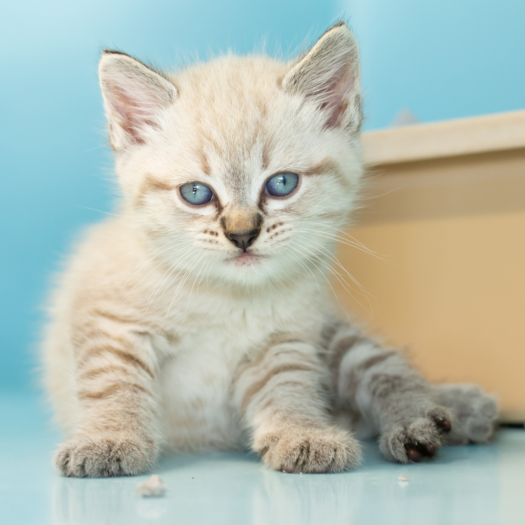 Animal Image