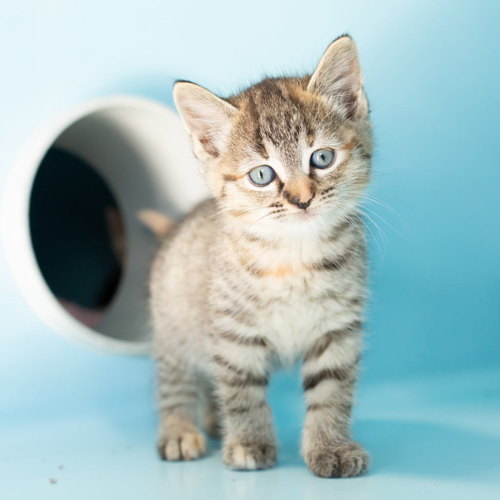 Animal Image