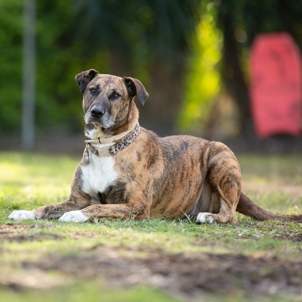 Animal Image