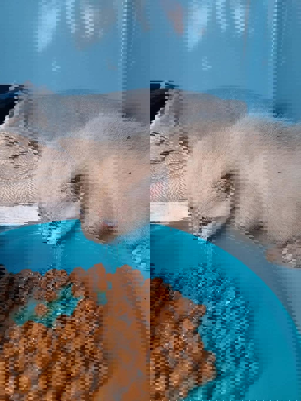Animal Image